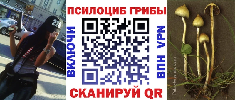 магазин продажи   Тайшет  Галлюциногенные грибы MAGIC MUSHROOMS 